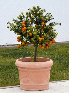 arbol sano comprar