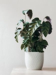 consejos para comprar una planta