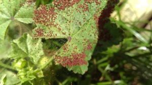 arana-roja-plantas-calor