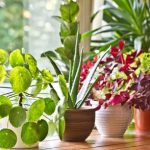 plantas-de-interior-cuidado-sol-calor