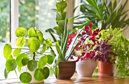 plantas-de-interior-cuidado-sol-calor